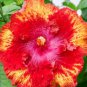 20 Hibiscus Seeds, Light Red Hibiscus Seeds, Pink Red Hibiscus Seeds, Hibiscus Rosa Sinensis