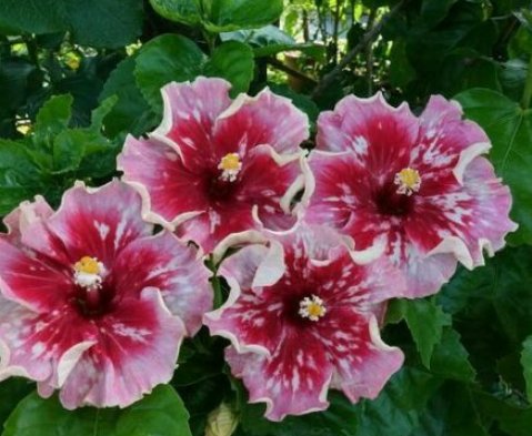 20 Hibiscus Seeds, Pink Hibiscus Seeds, Red Pink Seeds, Hibiscus Rosa Sinensis