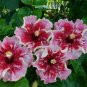 20 Hibiscus Seeds, Pink Hibiscus Seeds, Red Pink Seeds, Hibiscus Rosa Sinensis