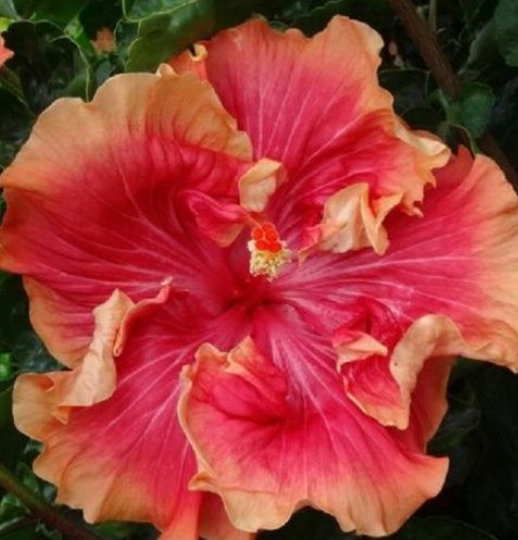 20 Hibiscus Seeds, Double Orange Hibiscus, Orange Red Hibiscus Seeds, Hibiscus Rosa Sinensis