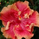 20 Hibiscus Seeds, Double Orange Hibiscus, Orange Red Hibiscus Seeds, Hibiscus Rosa Sinensis