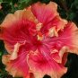 20 Hibiscus Seeds, Double Orange Hibiscus, Orange Red Hibiscus Seeds, Hibiscus Rosa Sinensis