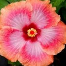 20 Hibiscus Seeds, Orange Pink Hibiscus Seeds, Pink Hibiscus Seeds, Hibiscus Rosa Sinensis