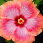 20 Hibiscus Seeds, Orange Pink Hibiscus Seeds, Pink Hibiscus Seeds, Hibiscus Rosa Sinensis