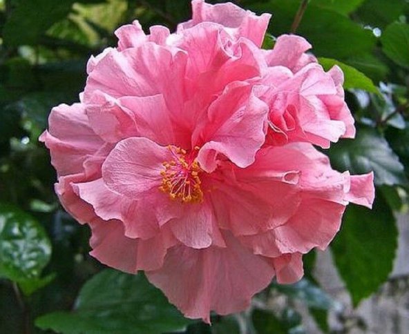 20 Hibiscus Seeds, Double Pink Hibiscus Seeds, Pink Hibiscus Seeds, Hibiscus Rosa Sinensis