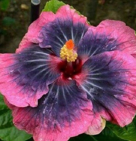 20 Hibiscus Seeds, Pink Black Hibiscus, Light Pink Black Hibiscus Seeds, Hibiscus Rosa Sinensis