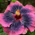 20 Hibiscus Seeds, Pink Black Hibiscus, Light Pink Black Hibiscus Seeds, Hibiscus Rosa Sinensis