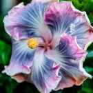 20 Hibiscus Seeds, Purple Blue Hibiscus, Purple Hibiscus Seeds, Hibiscus Rosa Sinensis