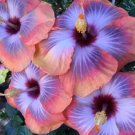 20 Hibiscus Seeds, Blue Pink Hibiscus, Pink Hibiscus Seeds, Hibiscus Rosa Sinensis