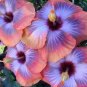 20 Hibiscus Seeds, Blue Pink Hibiscus, Pink Hibiscus Seeds, Hibiscus Rosa Sinensis