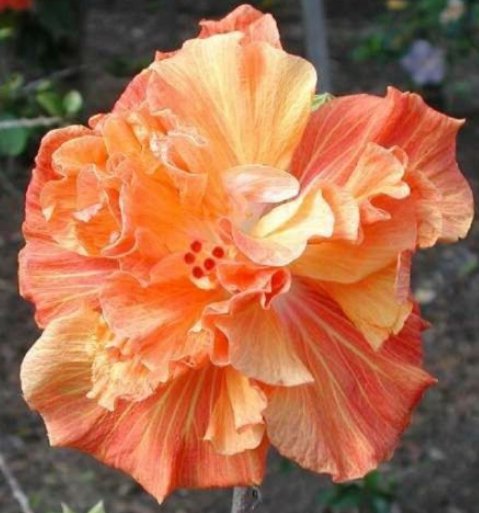 20 Hibiscus Seeds, Double Orange Hibiscus, Orange Yellow Hibiscus Seeds, Hibiscus Rosa Sinensis