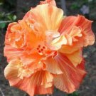 20 Hibiscus Seeds, Double Orange Hibiscus, Orange Yellow Hibiscus Seeds, Hibiscus Rosa Sinensis