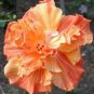 20 Hibiscus Seeds, Double Orange Hibiscus, Orange Yellow Hibiscus Seeds, Hibiscus Rosa Sinensis