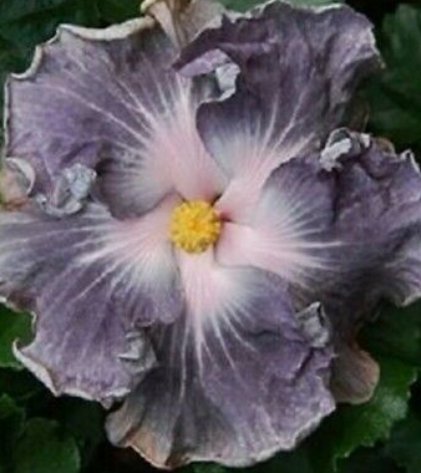 20 Hibiscus Seeds, Silver White Hibiscus, Silver Hibiscus Seeds, Hibiscus Rosa Sinensis