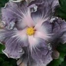 20 Hibiscus Seeds, Silver White Hibiscus, Silver Hibiscus Seeds, Hibiscus Rosa Sinensis