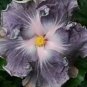 20 Hibiscus Seeds, Silver White Hibiscus, Silver Hibiscus Seeds, Hibiscus Rosa Sinensis