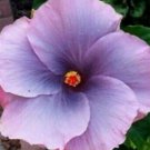 20 Hibiscus Seeds, Purple Hibiscus, Purple Pink Hibiscus Seeds, Hibiscus Rosa Sinensis