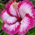 20 Hibiscus Seeds, Pink Hibiscus, Pink Flower Hibiscus Seeds, Hibiscus Rosa Sinensis