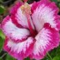 20 Hibiscus Seeds, Pink Hibiscus, Pink Flower Hibiscus Seeds, Hibiscus Rosa Sinensis