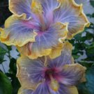 20 Hibiscus Seeds, Purple Yellow Hibiscus, Purple Hibiscus Seeds, Hibiscus Rosa Sinensis