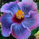 20 Hibiscus Seeds, Pink Purple Hibiscus, Gray Pink Purple Hibiscus Seeds, Hibiscus Rosa Sinensis