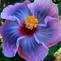 20 Hibiscus Seeds, Pink Purple Hibiscus, Gray Pink Purple Hibiscus Seeds, Hibiscus Rosa Sinensis