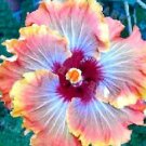 20 Hibiscus Seeds, Red Orange Hibiscus, Orange Hibiscus Seeds, Hibiscus Rosa Sinensis