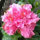 20 Hibiscus Seeds, Double Pink Hibiscus, Bright Pink Hibiscus Seeds, Hibiscus Rosa Sinensis
