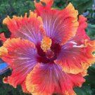 20 Hibiscus Seeds, Orange Pink Hibiscus, Purple Orange Pink Hibiscus Seeds, Hibiscus Rosa Sinensis