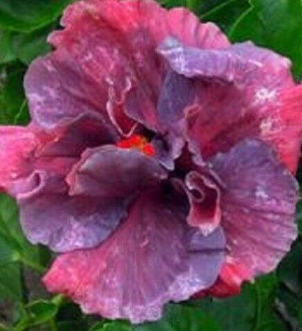 20 Hibiscus Seeds, Double Purple Pink Hibiscus, Purple Hibiscus Seeds, Hibiscus Rosa Sinensis