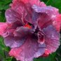 20 Hibiscus Seeds, Double Purple Pink Hibiscus, Purple Hibiscus Seeds, Hibiscus Rosa Sinensis