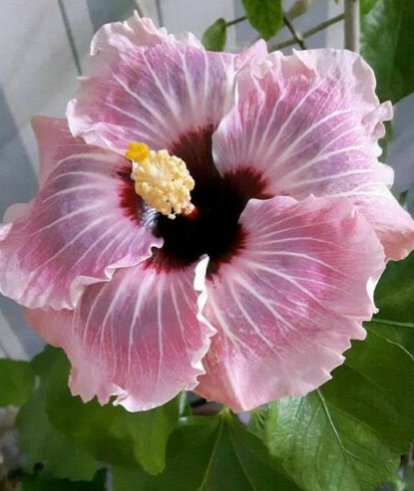 20 Hibiscus Seeds, Pink Hibiscus, Bright Pink Hibiscus Seeds, Hibiscus Rosa Sinensis