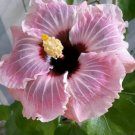 20 Hibiscus Seeds, Pink Hibiscus, Bright Pink Hibiscus Seeds, Hibiscus Rosa Sinensis