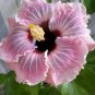 20 Hibiscus Seeds, Pink Hibiscus, Bright Pink Hibiscus Seeds, Hibiscus Rosa Sinensis