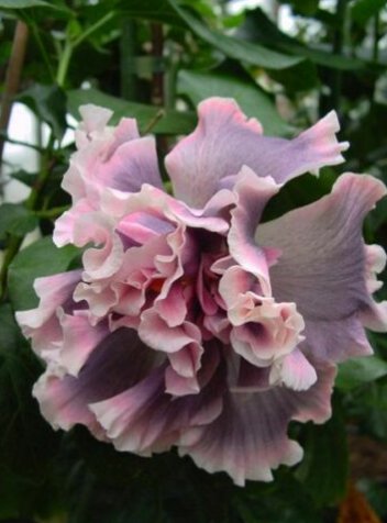 20 Hibiscus Seeds, Double Pink Hibiscus, Double Pink Gray Hibiscus Seeds, Hibiscus Rosa Sinensis