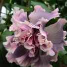 20 Hibiscus Seeds, Double Pink Hibiscus, Double Pink Gray Hibiscus Seeds, Hibiscus Rosa Sinensis