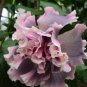 20 Hibiscus Seeds, Double Pink Hibiscus, Double Pink Gray Hibiscus Seeds, Hibiscus Rosa Sinensis
