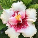 20 Hibiscus Seeds, White Pink Hibiscus, White Hibiscus Seeds, Hibiscus Rosa Sinensis