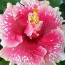 20 Hibiscus Seeds, Pink White Hibiscus, Pink Hibiscus Seeds, Hibiscus Rosa Sinensis