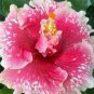 20 Hibiscus Seeds, Pink White Hibiscus, Pink Hibiscus Seeds, Hibiscus Rosa Sinensis