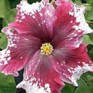 20 Hibiscus Seeds, Maroon White Hibiscus, Maroon Hibiscus Seeds, Hibiscus Rosa Sinensis