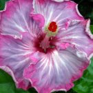 20 Hibiscus Seeds, Pink White Hibiscus, Pink White Gray Hibiscus Seeds, Hibiscus Rosa Sinensis
