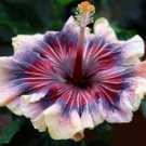 20 Hibiscus Seeds, Pink Purple Hibiscus, Cream Pink Purple Hibiscus Seeds, Hibiscus Rosa Sinensis