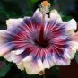 20 Hibiscus Seeds, Pink Purple Hibiscus, Cream Pink Purple Hibiscus Seeds, Hibiscus Rosa Sinensis