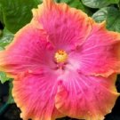 20 Hibiscus Seeds, Yellow Pink Hibiscus, Pink Hibiscus Seeds, Hibiscus Rosa Sinensis