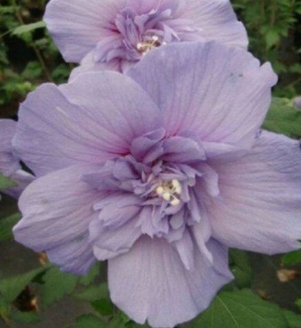 20 Hibiscus Seeds, Double Purple Hibiscus, Light Purple Hibiscus Seeds, Hibiscus Rosa Sinensis
