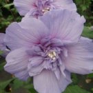 20 Hibiscus Seeds, Double Purple Hibiscus, Light Purple Hibiscus Seeds, Hibiscus Rosa Sinensis