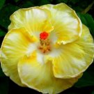 20 Hibiscus Seeds, Yellow Hibiscus, Yellow White Hibiscus Seeds, Hibiscus Rosa Sinensis
