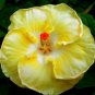 20 Hibiscus Seeds, Yellow Hibiscus, Yellow White Hibiscus Seeds, Hibiscus Rosa Sinensis