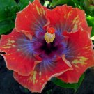 20 Seeds Orange Purple Hibiscus, Orange Purple Yellow Hibiscus Seeds, Hibiscus Rosa Sinensis